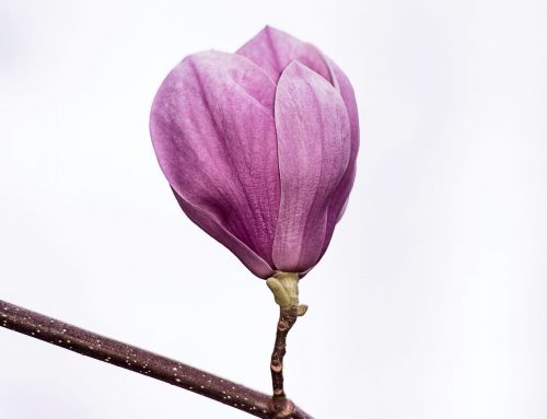 Midlife Bloom Approach™